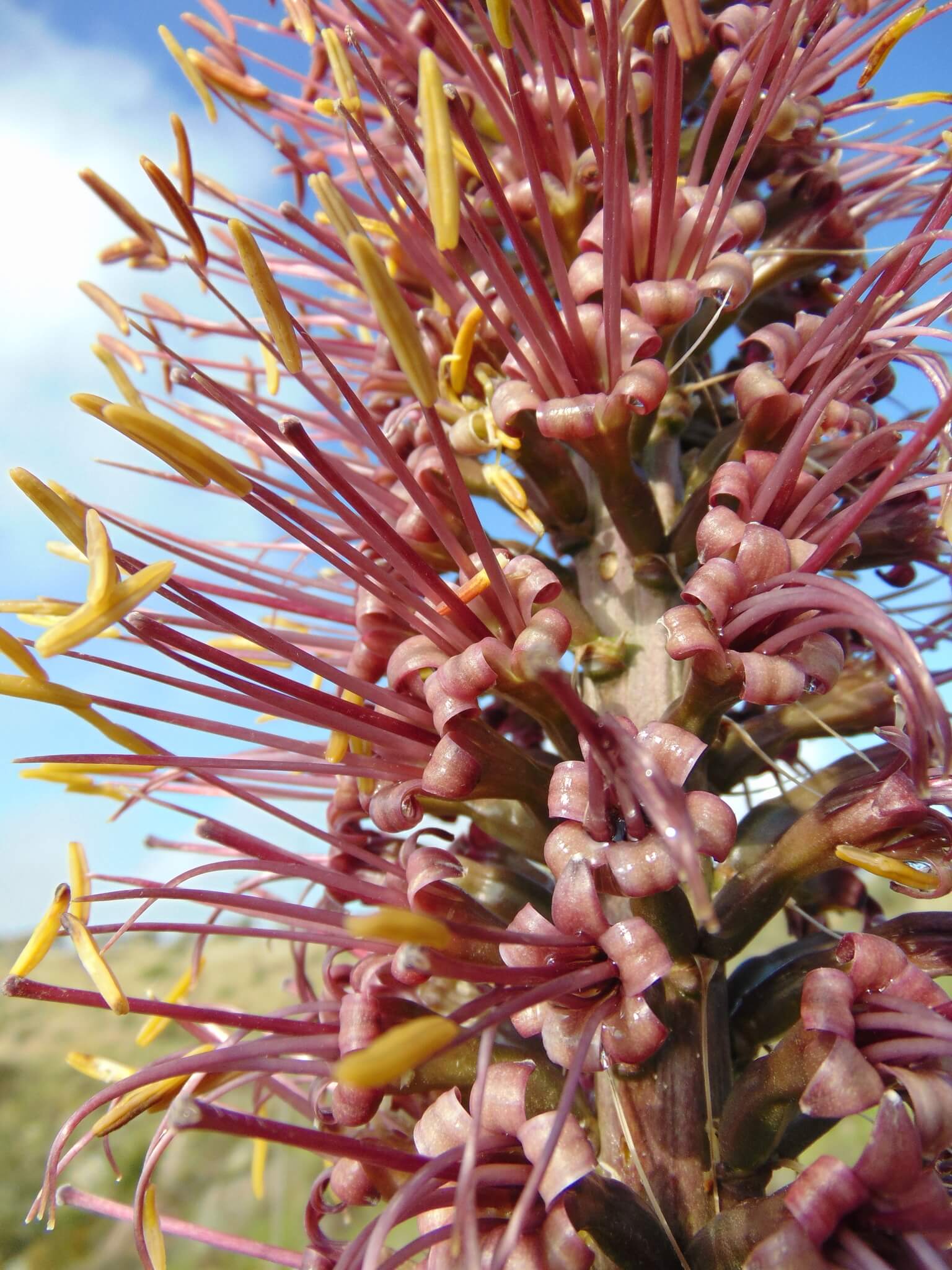 Agave filifera